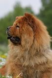 CHOW CHOW 474